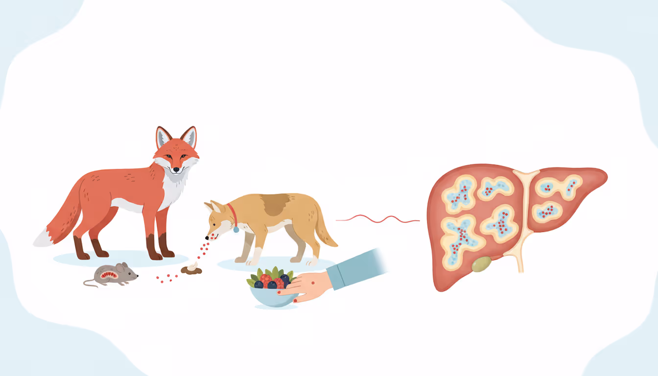 Alveolar hydatid disease