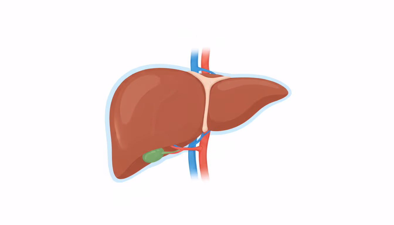 Liver