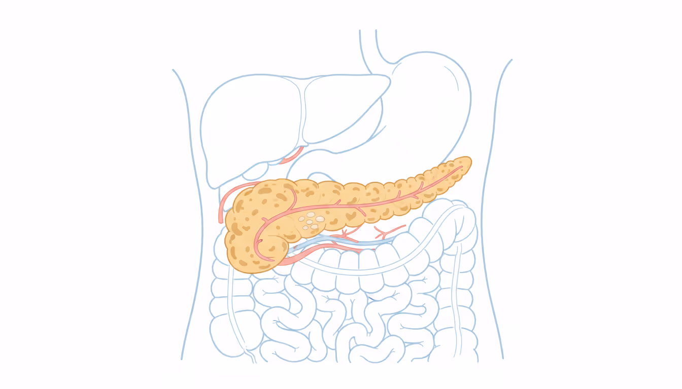Pancreas
