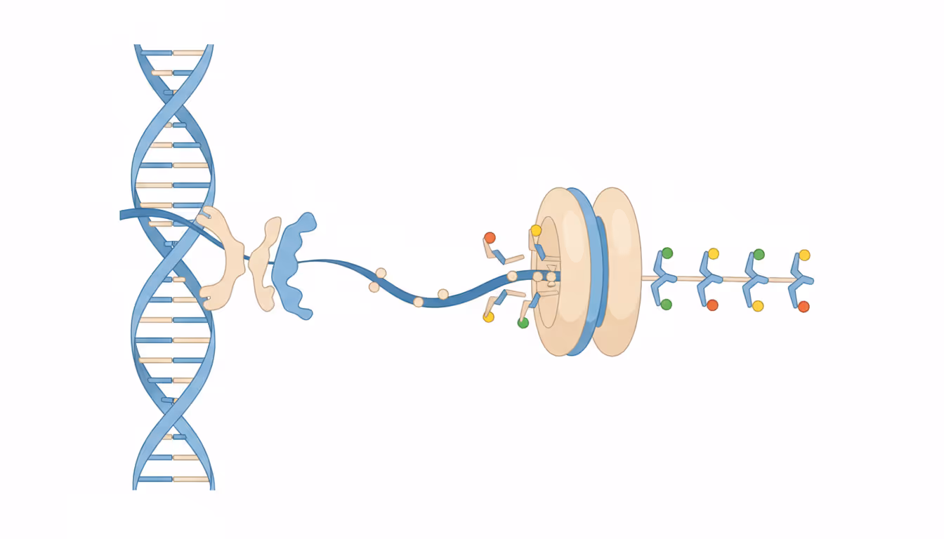 Ribonucleic acid (RNA)