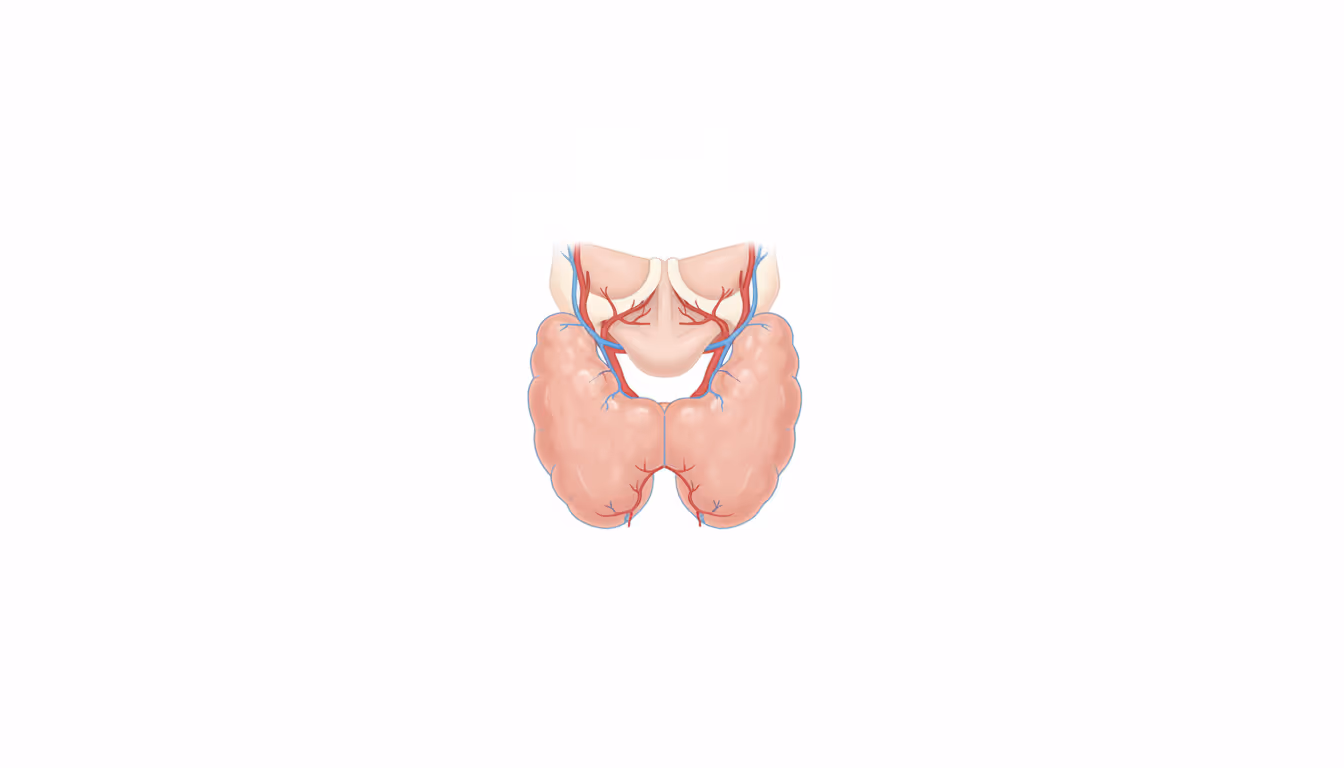 Thyroid gland