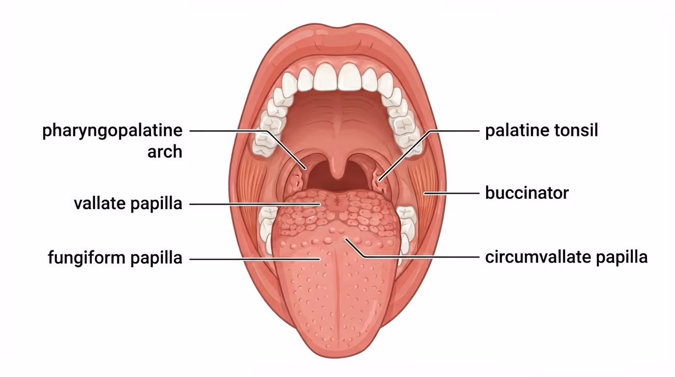 Tongue