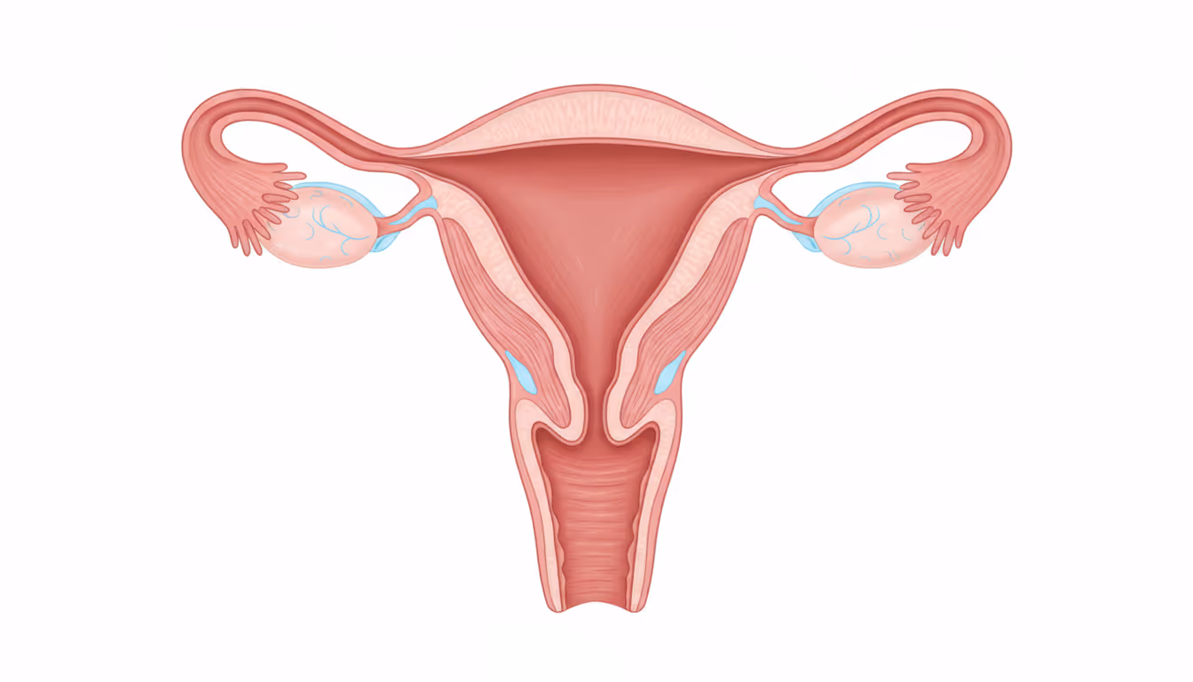 Uterus
