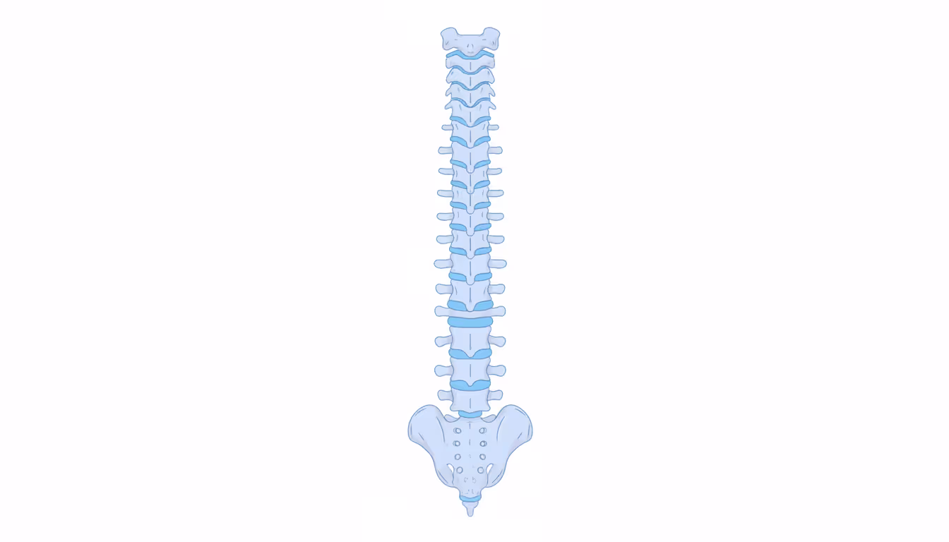 Vertebral column