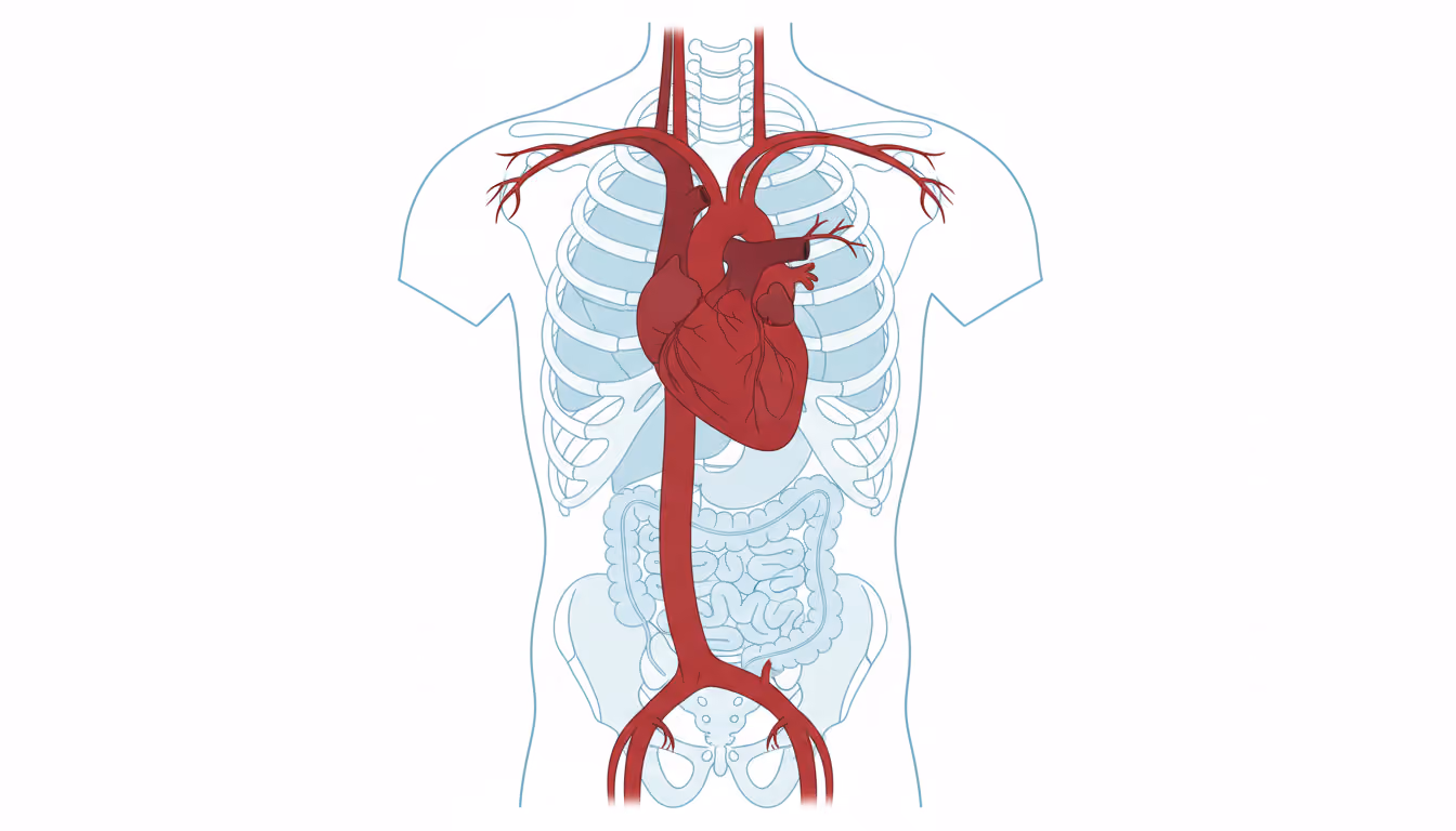 Aorta