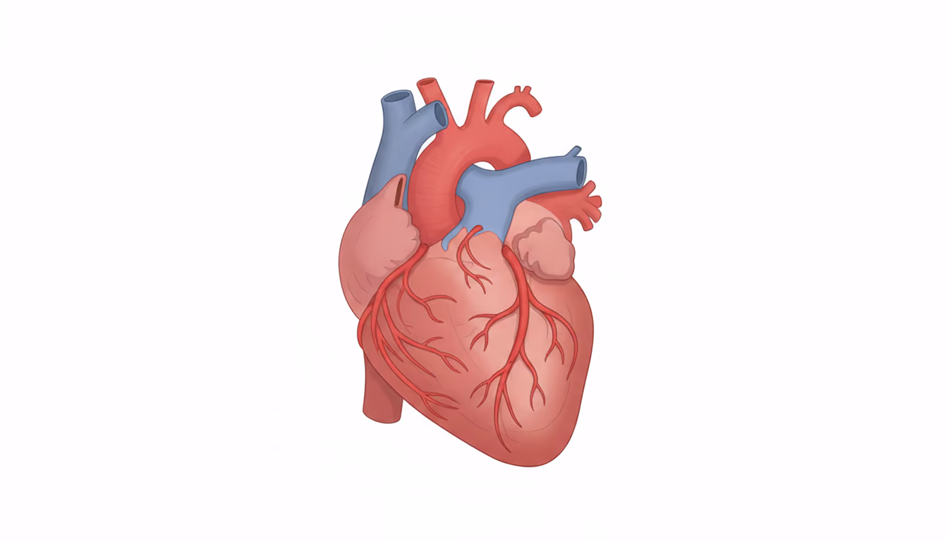Coronary arteries