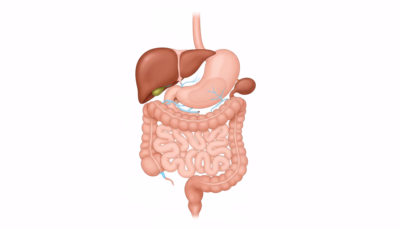 Digestive system