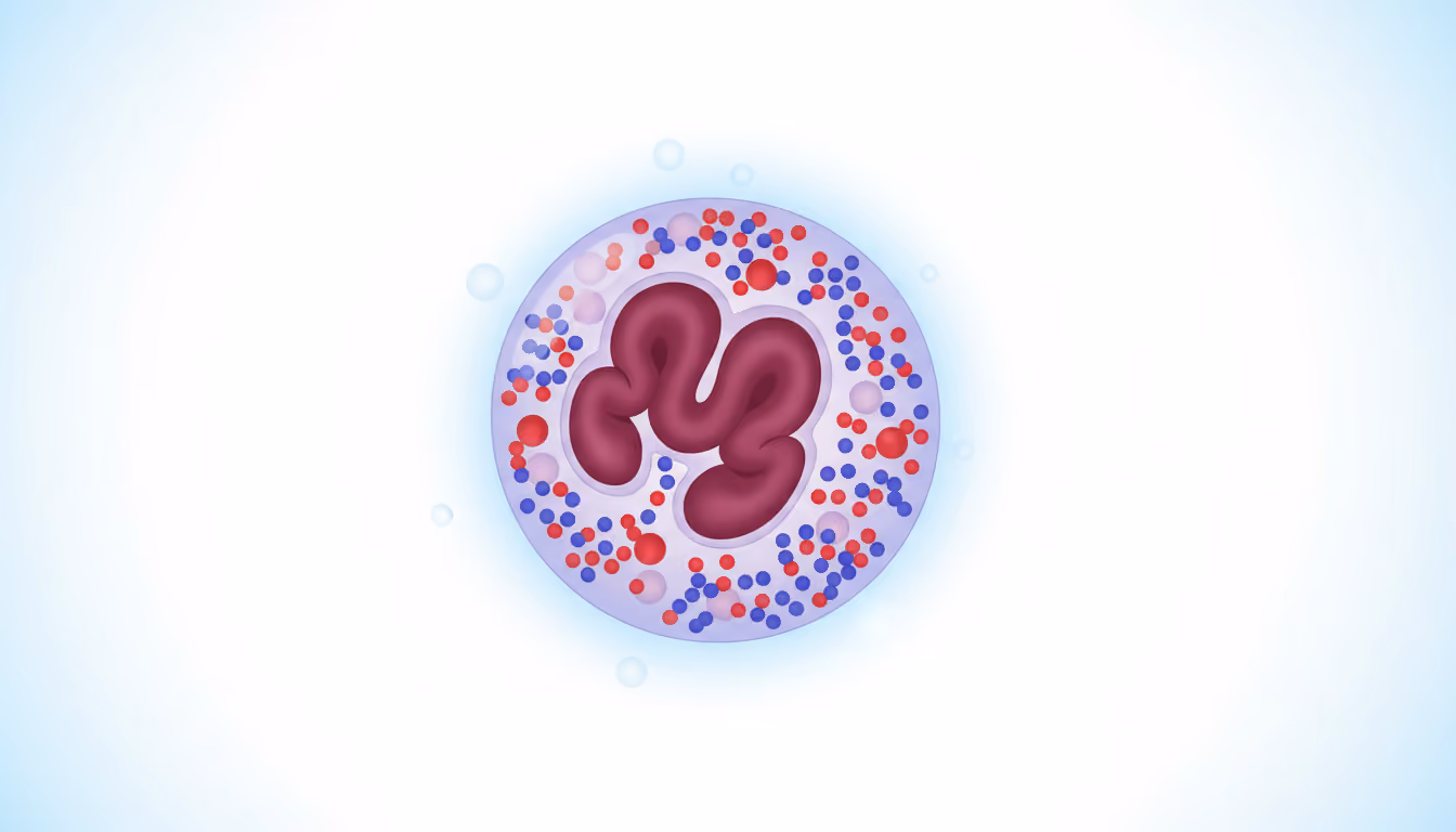 Granular leukocyte