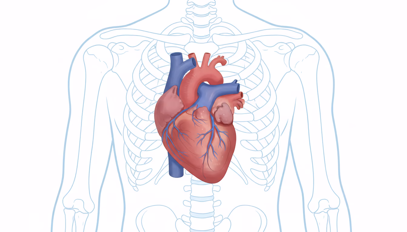 Heart