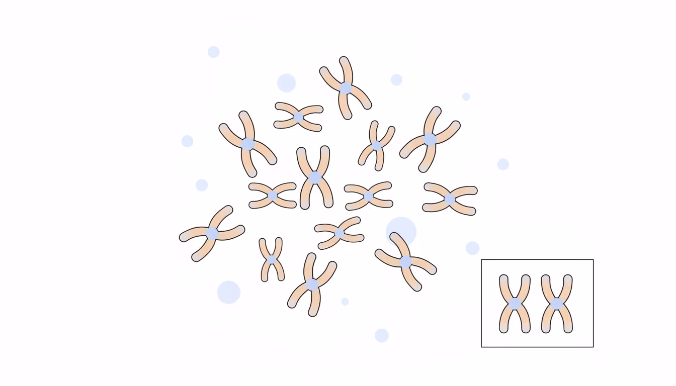Human chromosome count