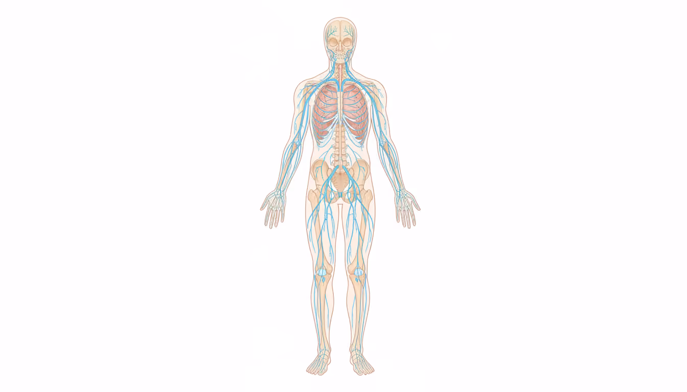 Nervous system, peripheral (PNS)