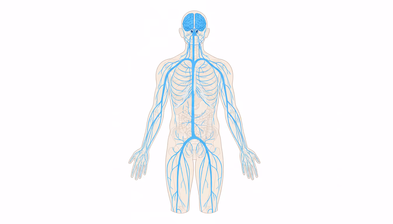 PNS (peripheral nervous system)
