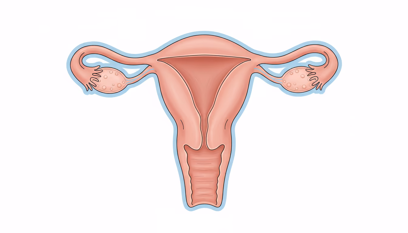 Reproductive organs, female