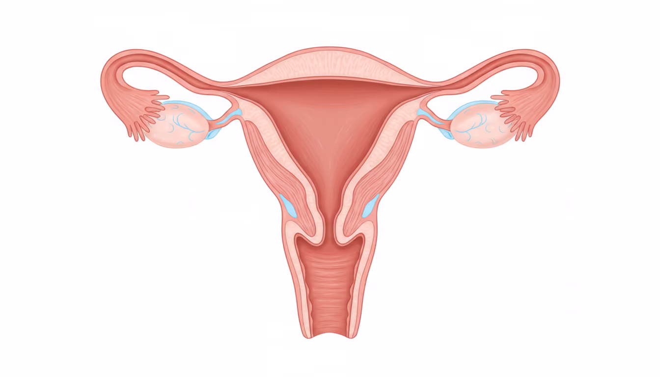 Uterus