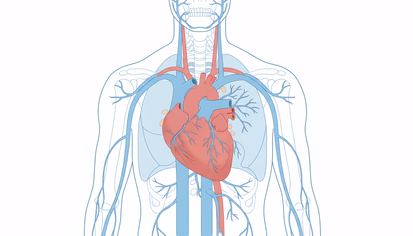 Vena cava