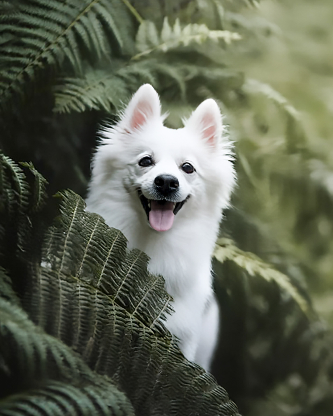 hundefotograf_tiershoot_tierschutzhund_mittelspitz_saarland_rheinlandpfalz_rkdesignelements