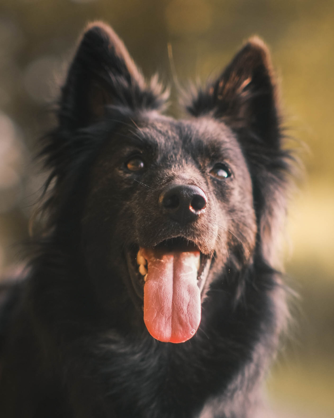 hundefotograf_tiershoot_schäferhund_saarland_neunkirchen_rkdesignelements