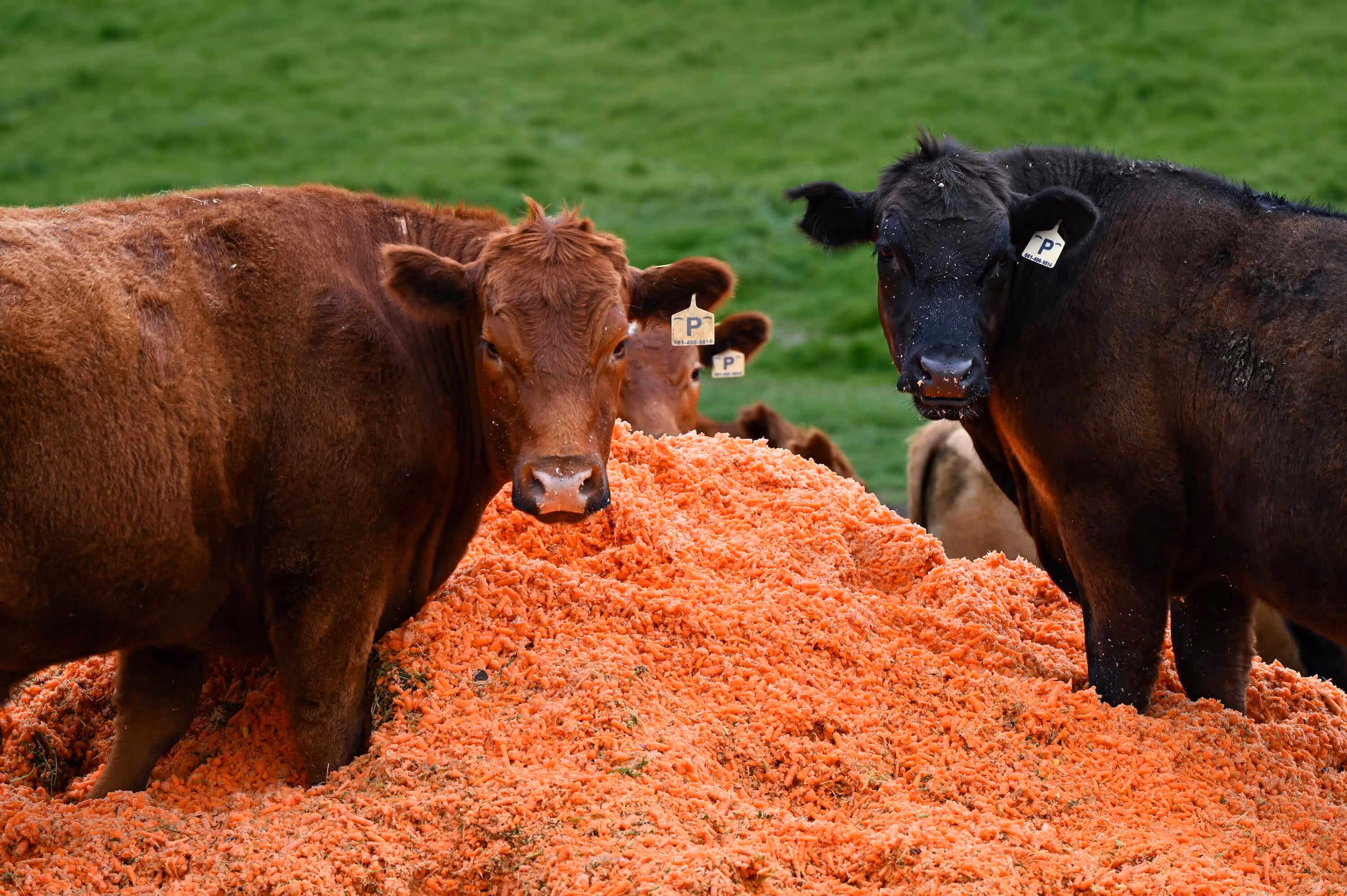 Cows eating carrots looking at the camera