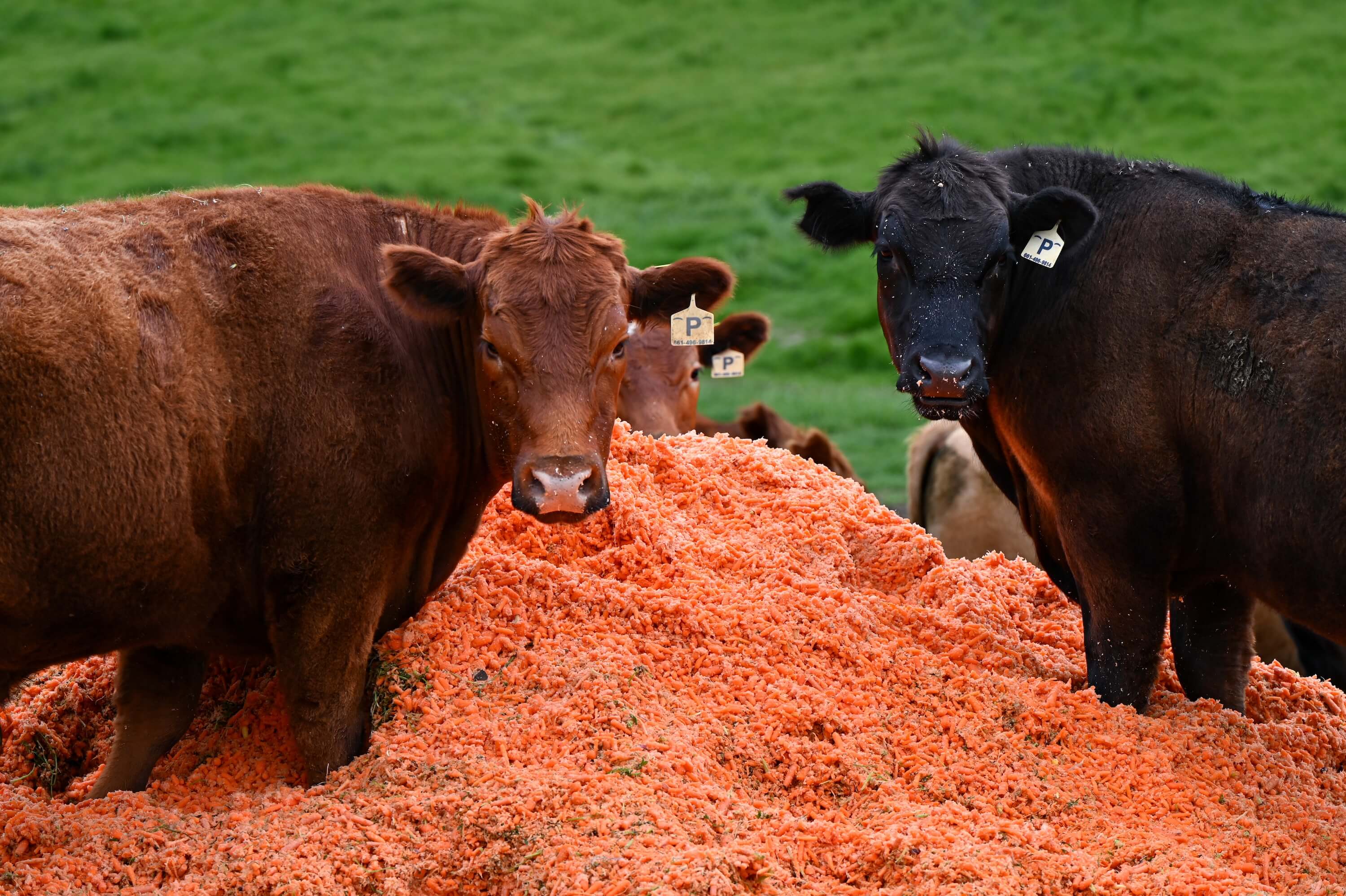 Cows eating carrots looking at the camera
