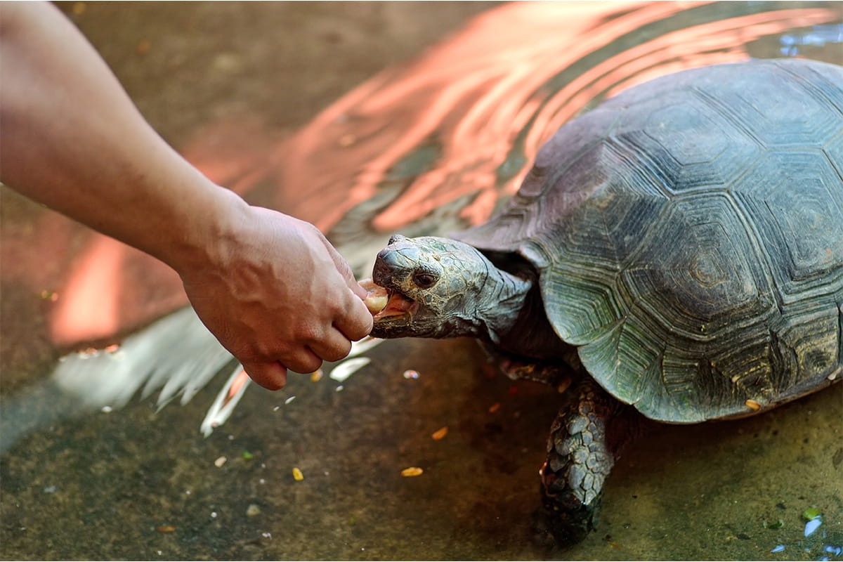 Person feeding a turtle