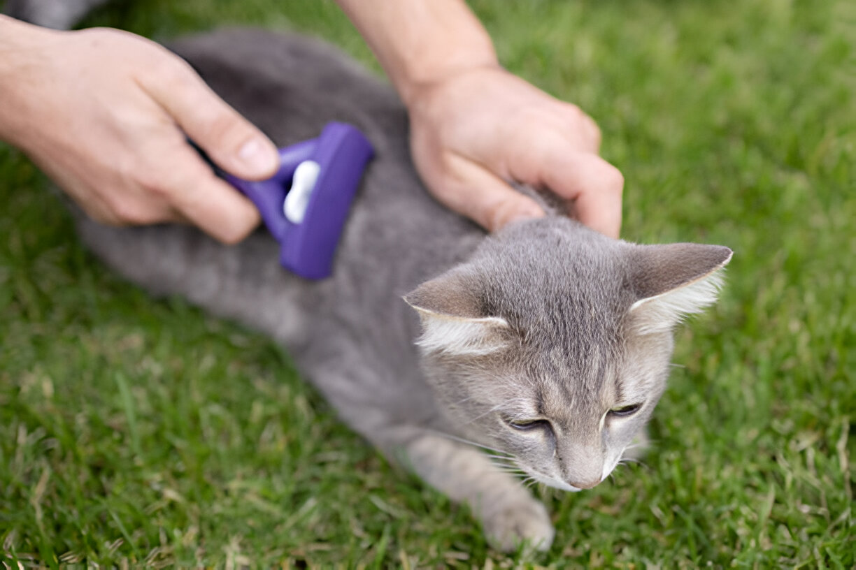 4 Tips to Reduce Pet Allergies in Your Fairdale, KY Home