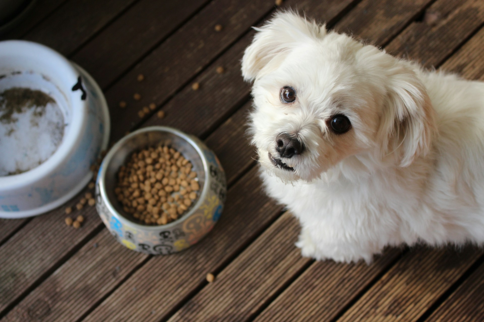 Pet food retail industry challenges