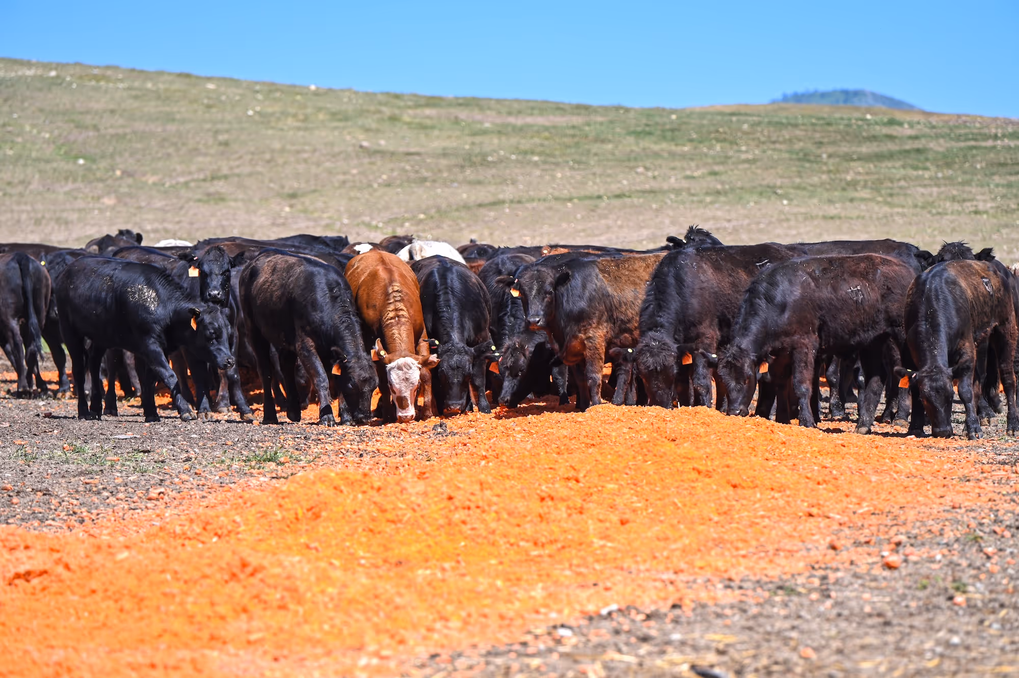 A herd of cows grazing on carrots