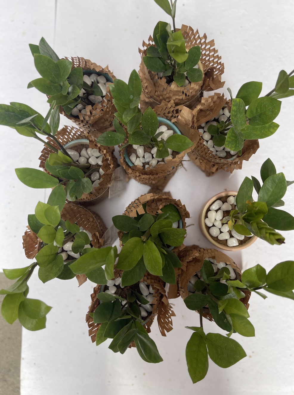 Top view of several small green potted plants wrapped in brown protective paper with white decorative pebbles on the soil.