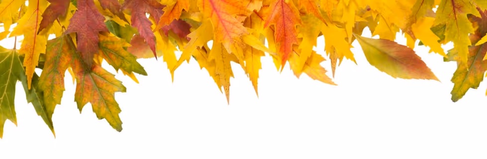 Colorful autumn maple leaves in yellow, red, and green tones
