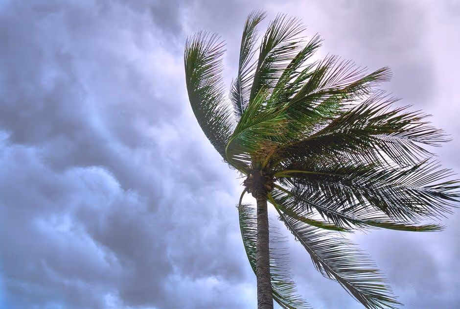Palm tree bending in strong wind against stormy cloudy sky