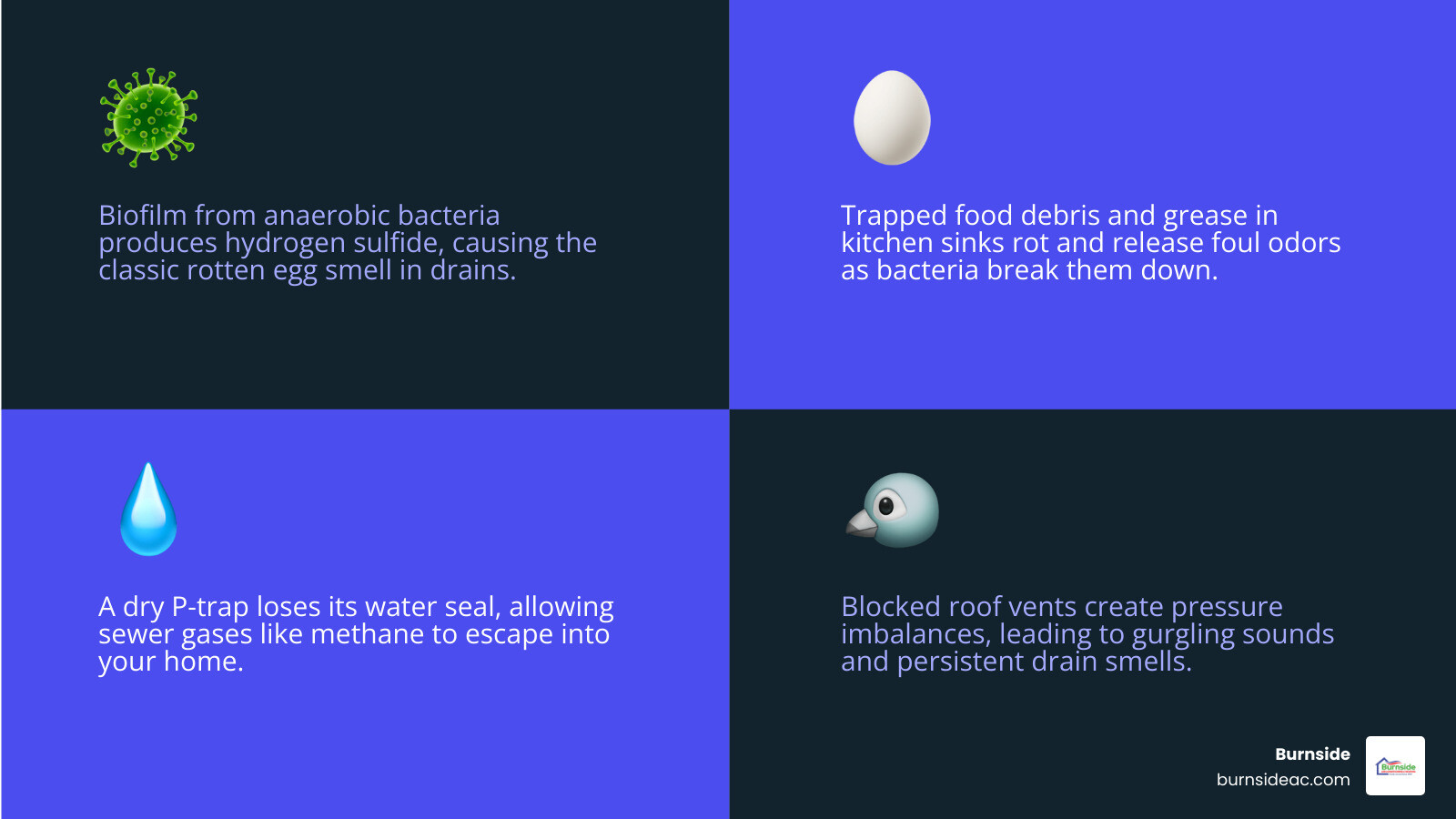 Infographic showing common causes of smelly drains including dry P-trap, biofilm, blocked vents, and food debris - why does Infographic showing common causes of smelly drains including dry P-trap, biofilm, blocked vents, and food debris - why does