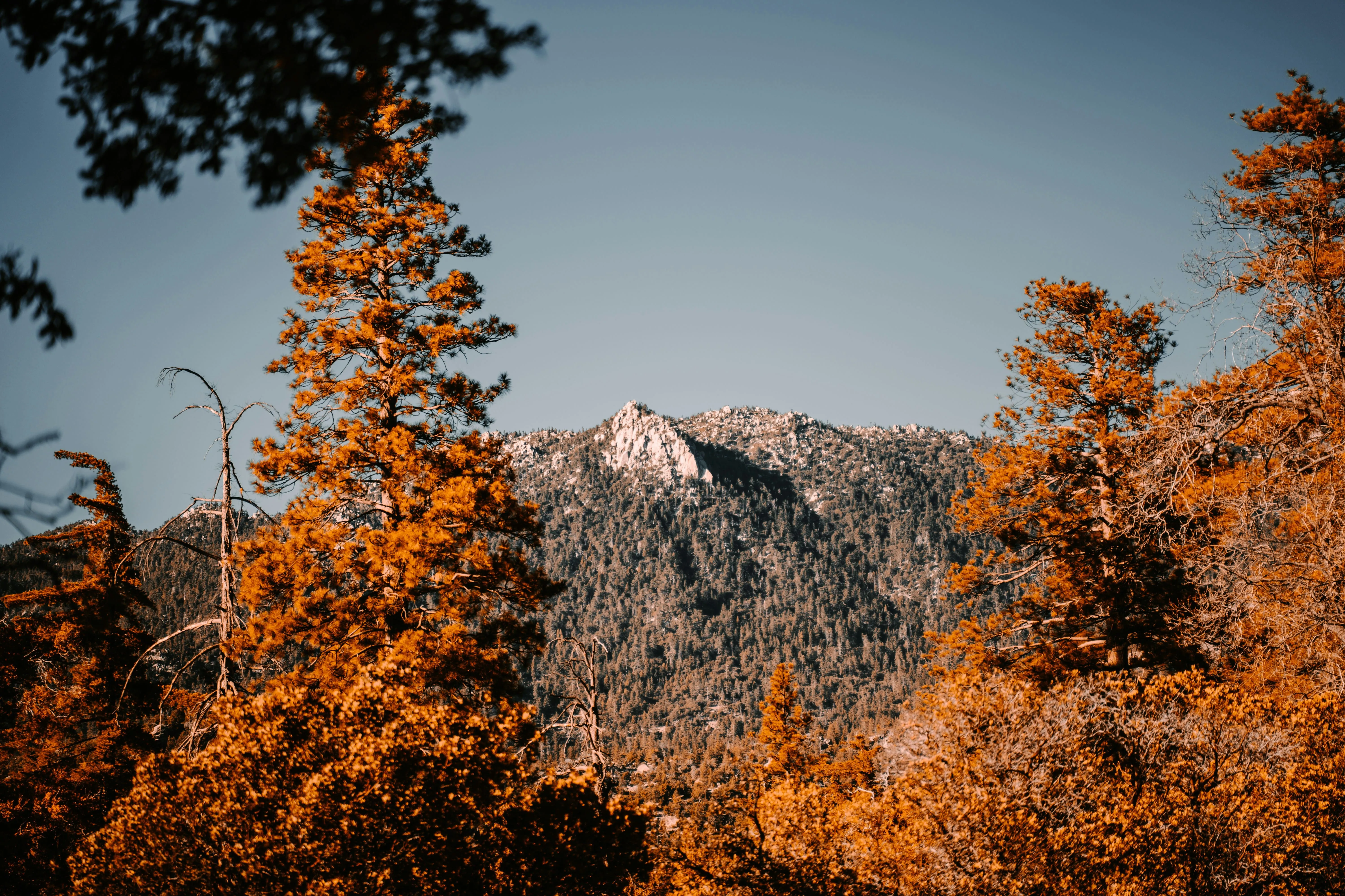 A view of a mountain through the trees.