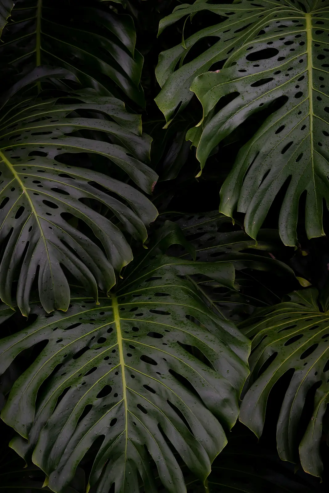 Close-up of large dark green Monstera leaves with water droplets.