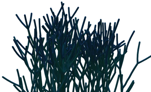 Green grass