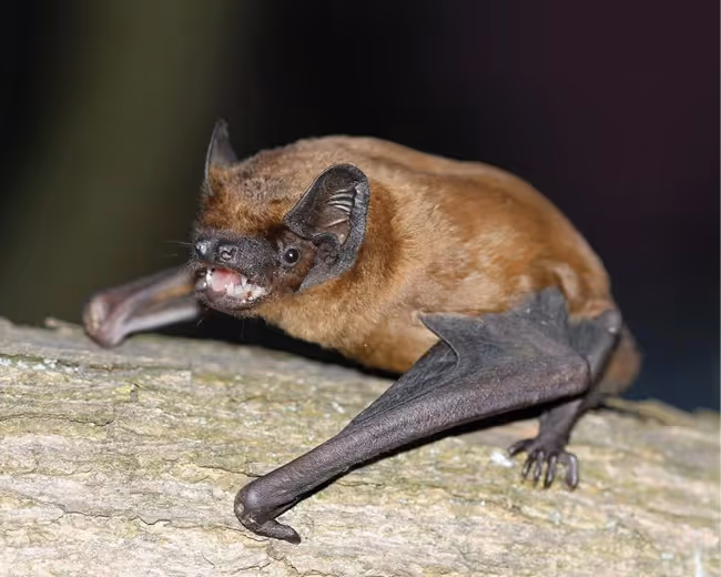 Netopýr rezavý