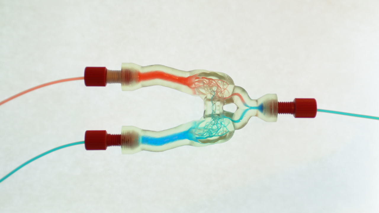 Microfluidic flow in vascular chip