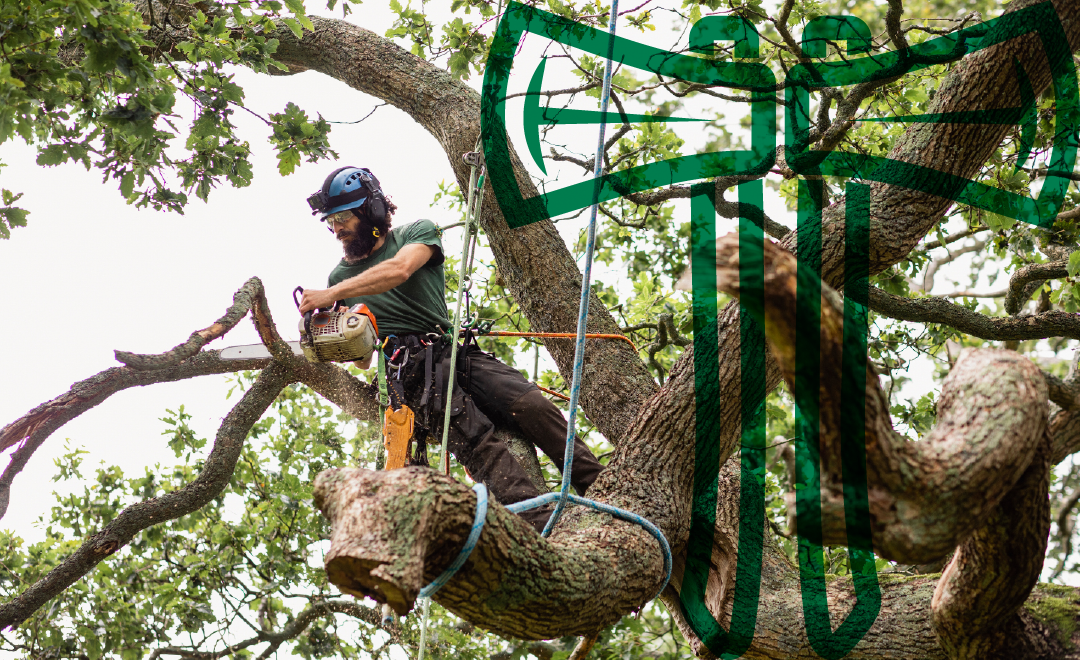 Arborist wearing helmet using chainsaw to trim a large tree branch while secured with ropes.