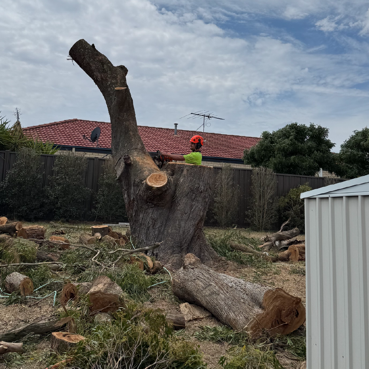 Man in orange helmet and green shirt operating a chainsaw to cut a large tree stump in a backyard.
