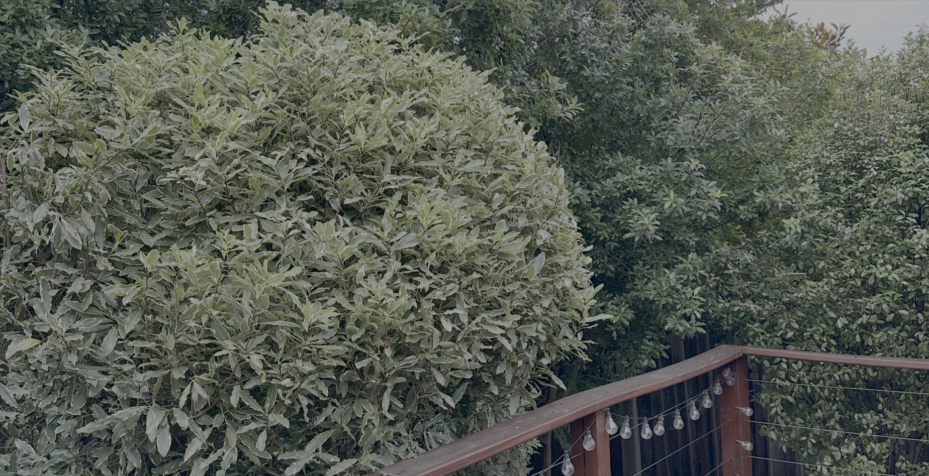 Dense green shrubs with variegated leaves beside a wooden deck railing with hanging string lights.