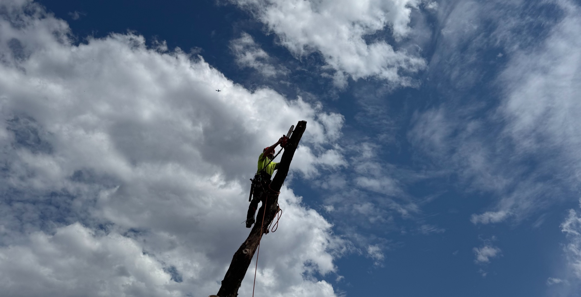 Worker wearing safety gear cutting a tall tree trunk with a chainsaw against a cloudy sky.