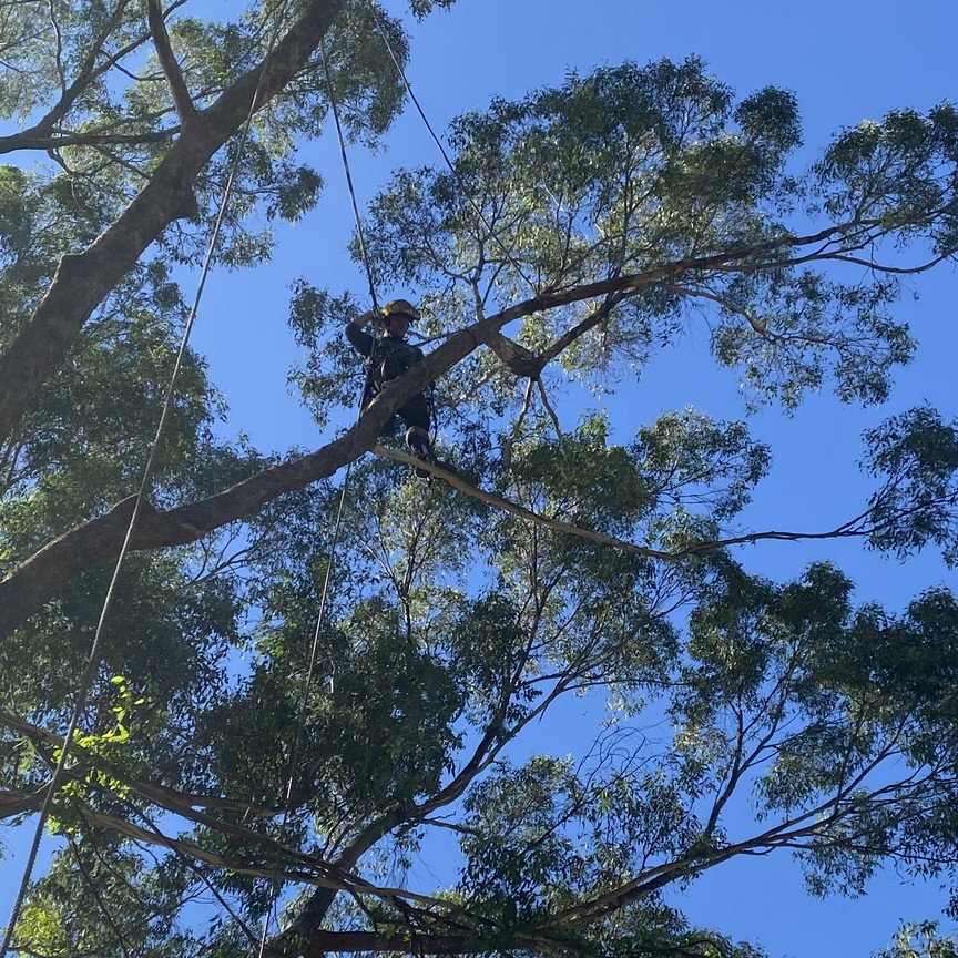 Tomahawk Tree Services arborist working in the canopy