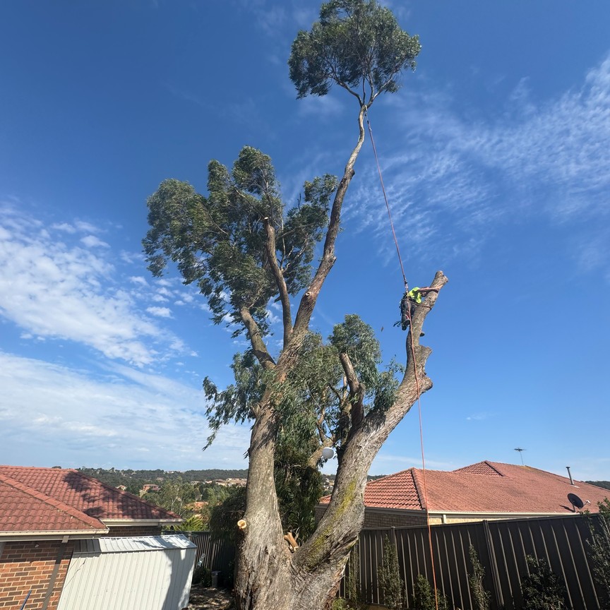 Tomahawk Tree Services — tree canopy after removal work
