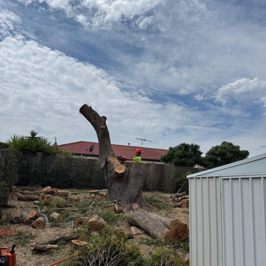 Tomahawk Tree Services site clean-up after tree removal