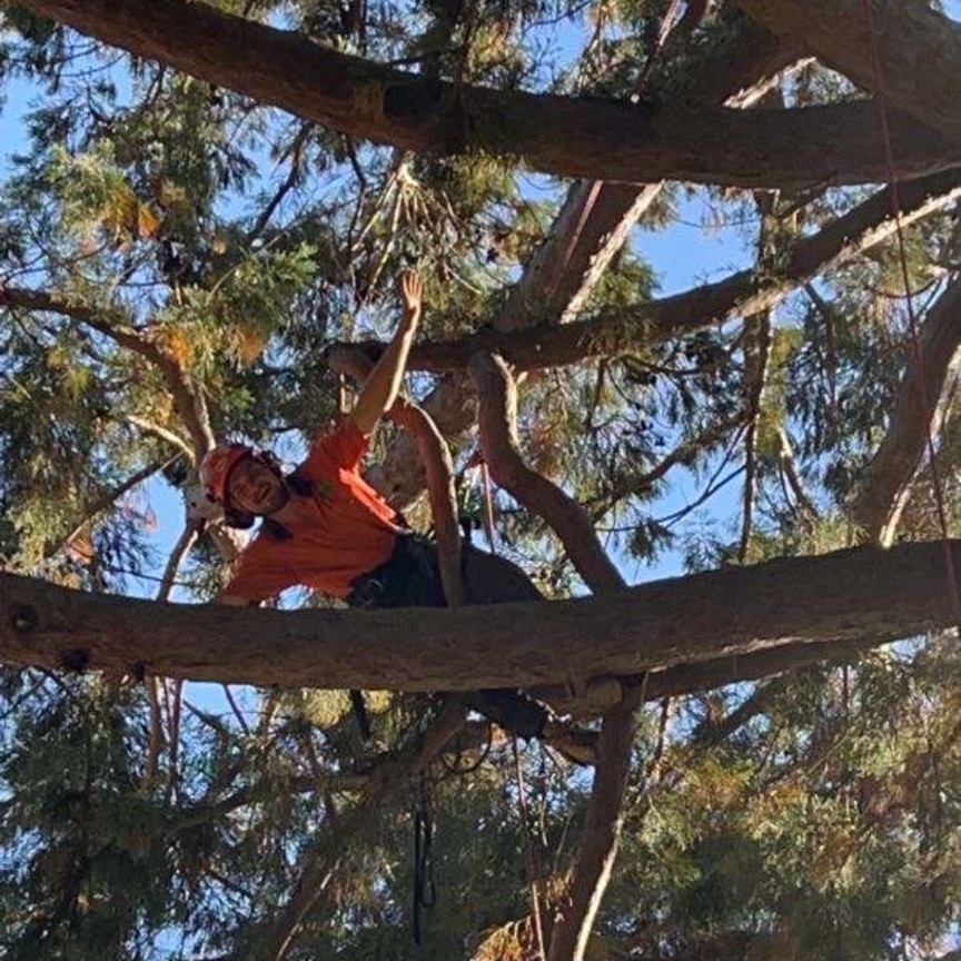 Tomahawk Tree Services arborist pruning in a conifer