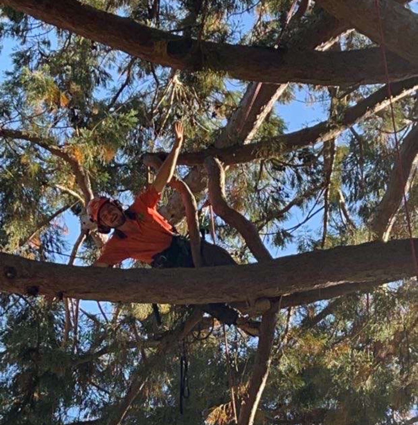 Tom, third-generation arborist and owner of Tomahawk Tree Services, up in the canopy