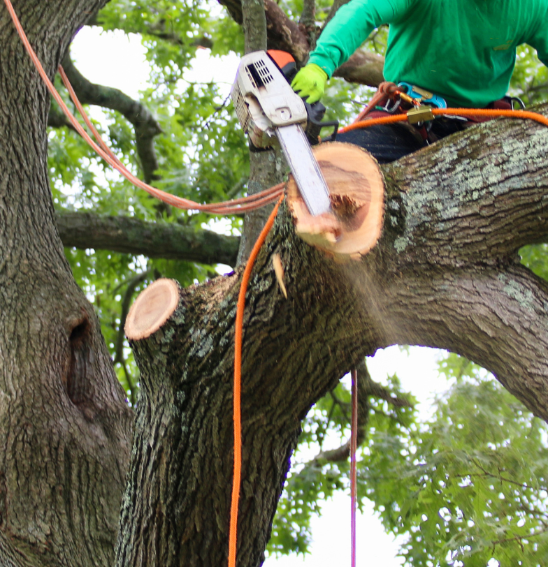 Tree Trimming