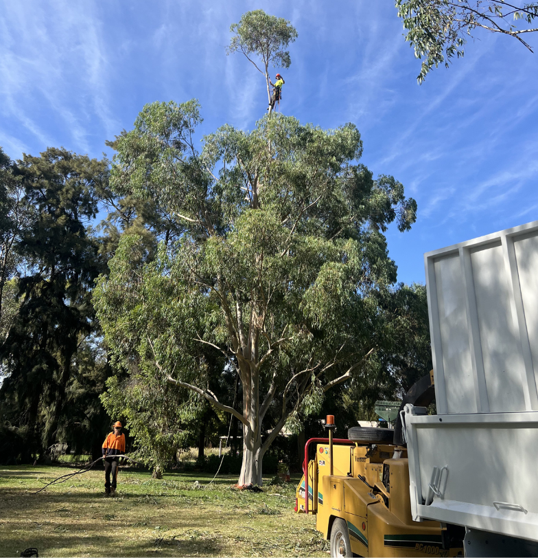 Tree Maintenance