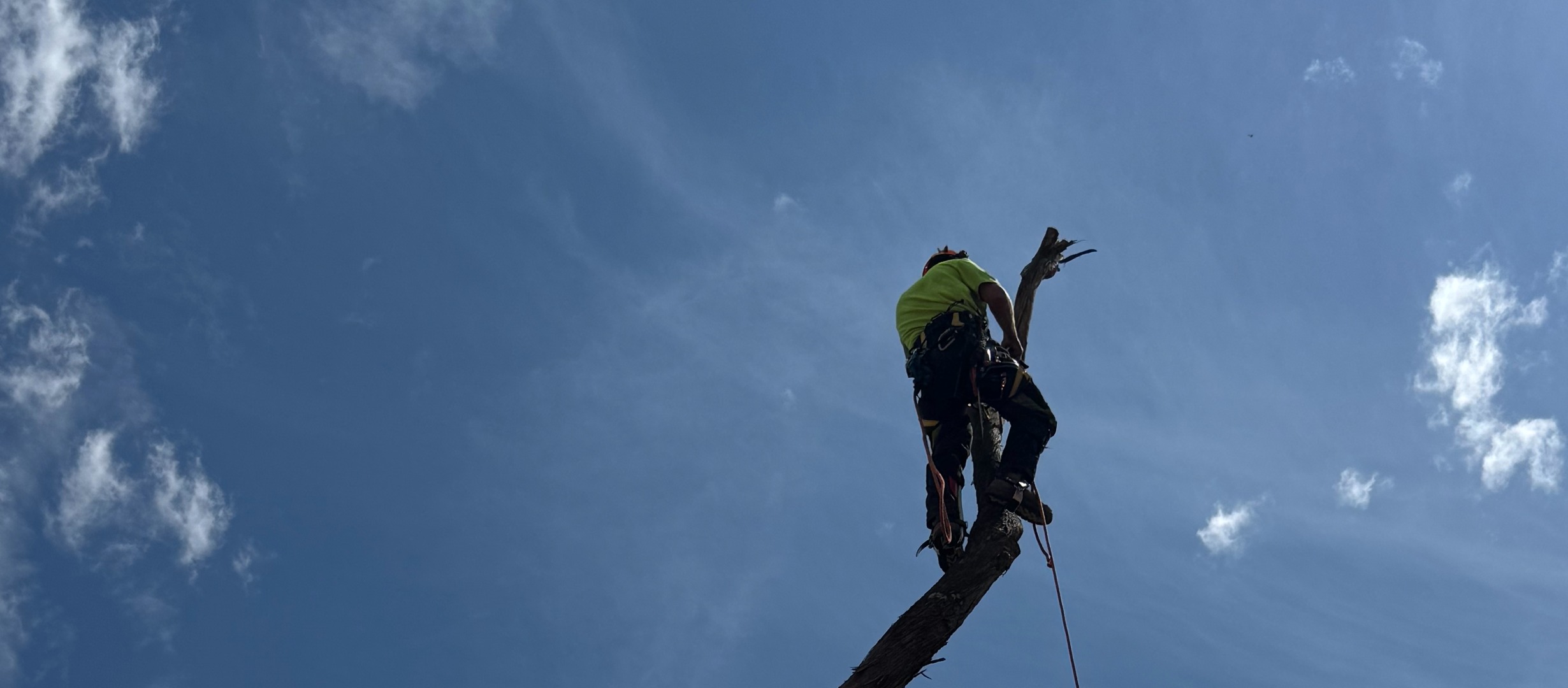 Tree Pruning