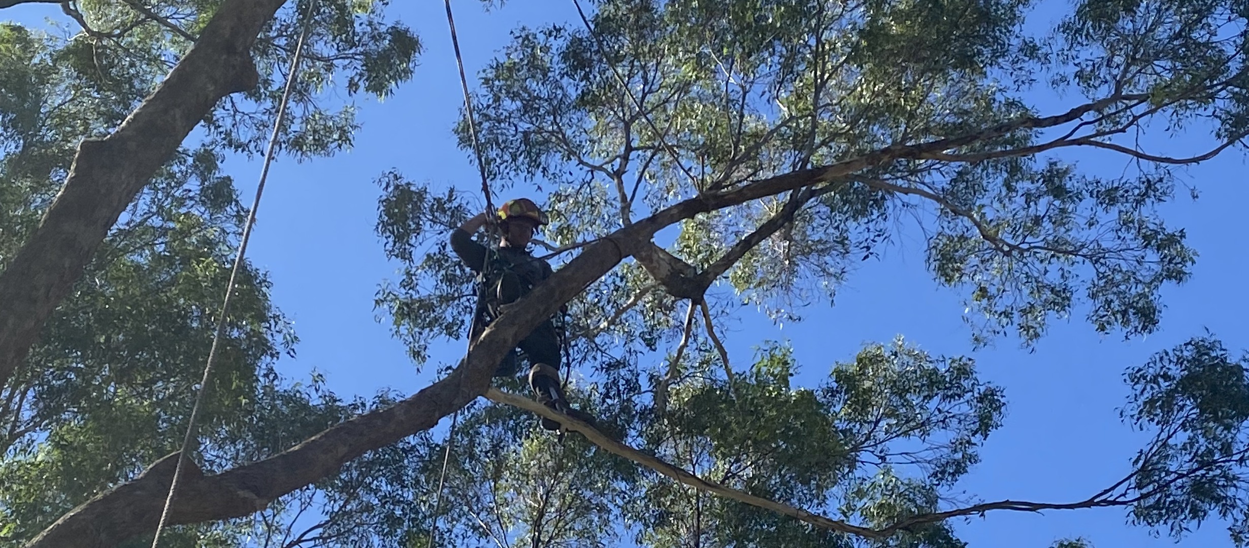 Tree Maintenance