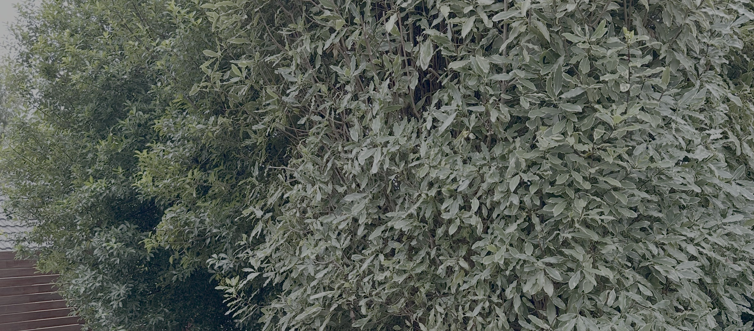 Hedge Maintenance